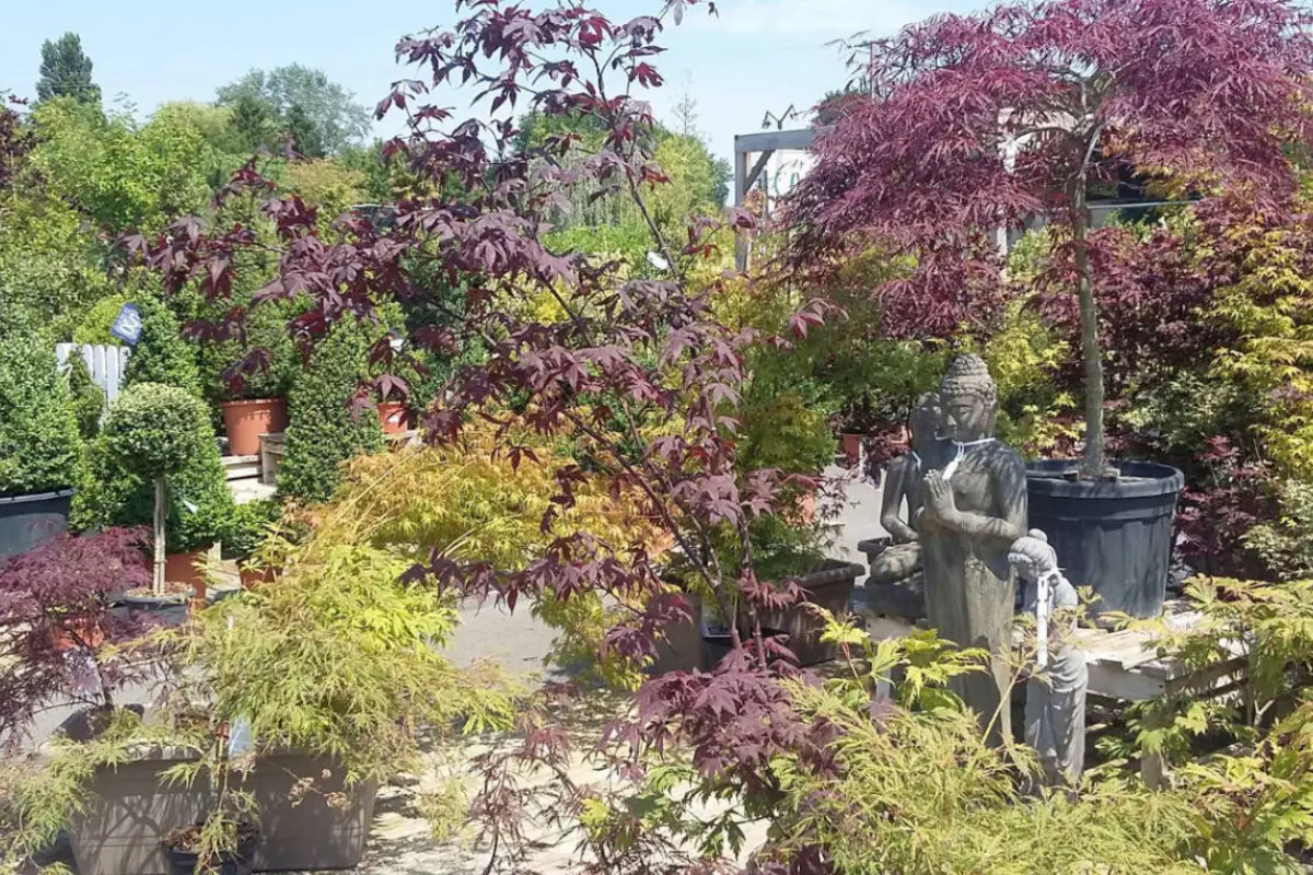 Jardinerie Pépinières du Cap Vert