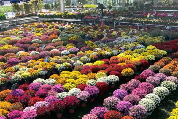 Jardinerie Les Jardins de la Cotière