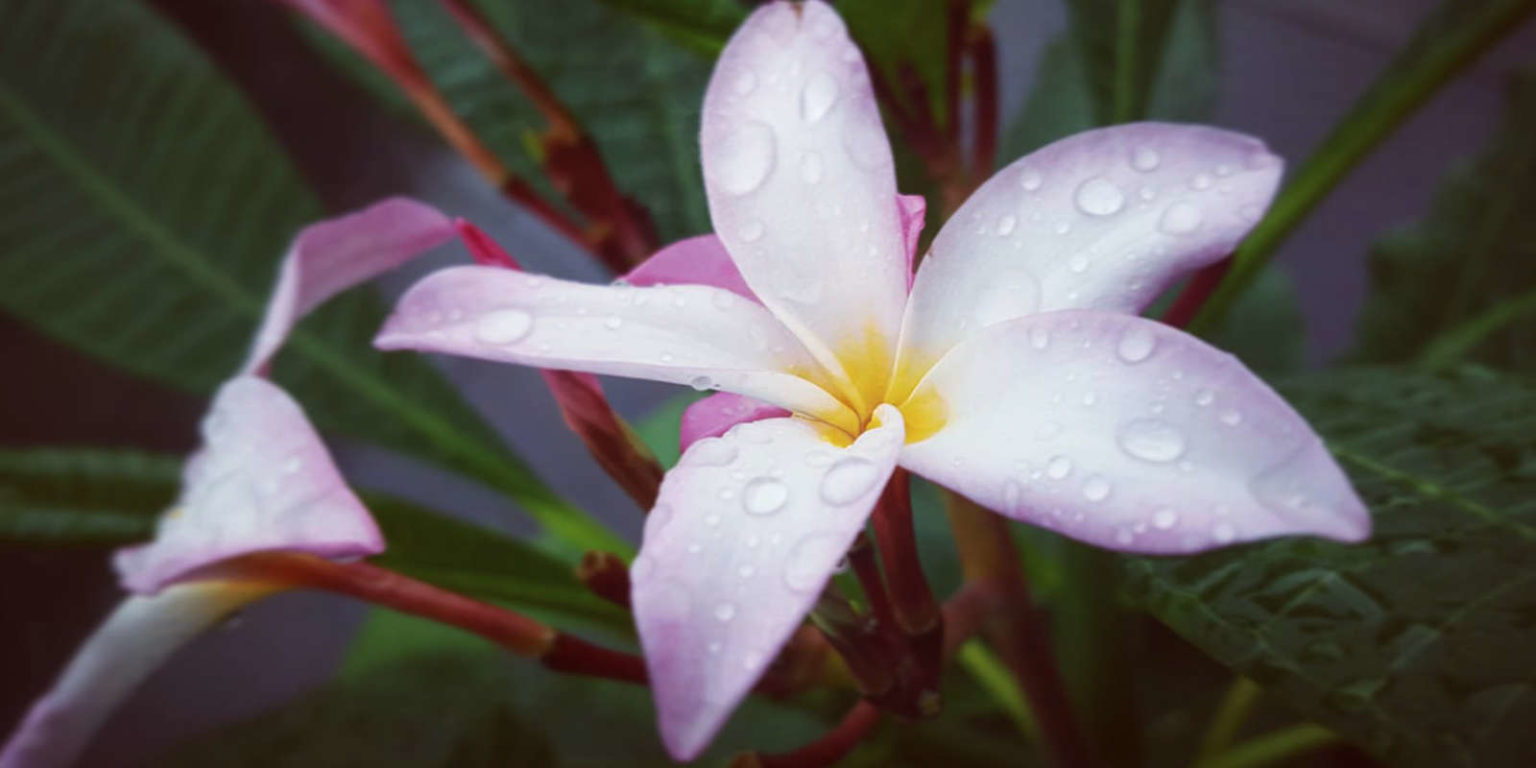 Plumeria Passion