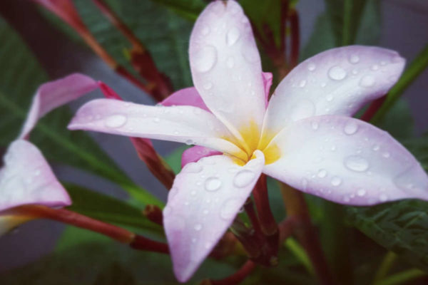 Plumeria Passion