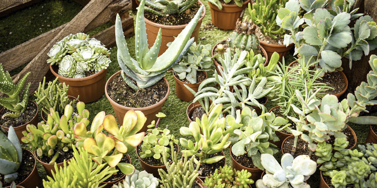 Qu'est-ce qu'une plante succulente ? – Mes Cactus Et Succulentes