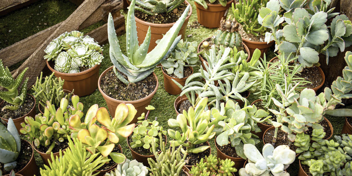 Les 8 plantes les plus utiles au jardin
