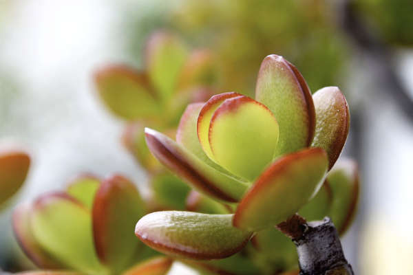 Crassula Ovata: Plante Succulente Résistante et Facile à Cultiver – La  Green Touch