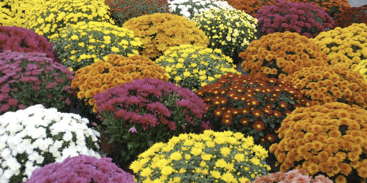Fleur d'automne : les 30 plus belles fleurs d'automne au jardin