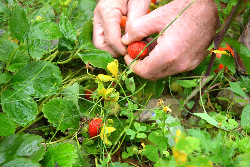 Le cojardinage d'Alex et Lucien