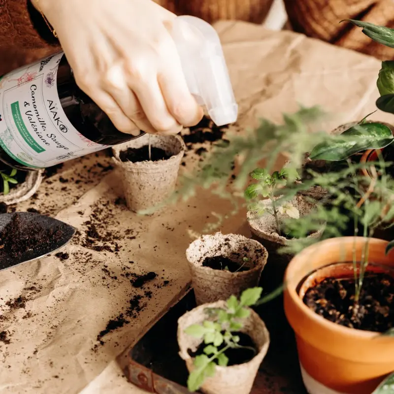 Soin des plantes Aïako