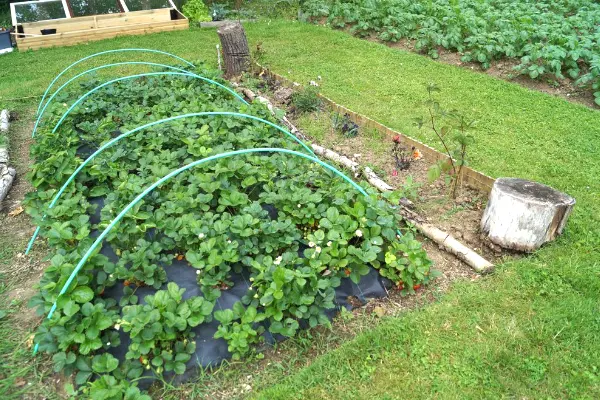 Les fraisiers du potager partagé