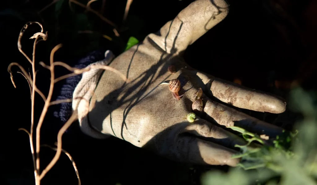 Le cojardinage de Julie et Maria