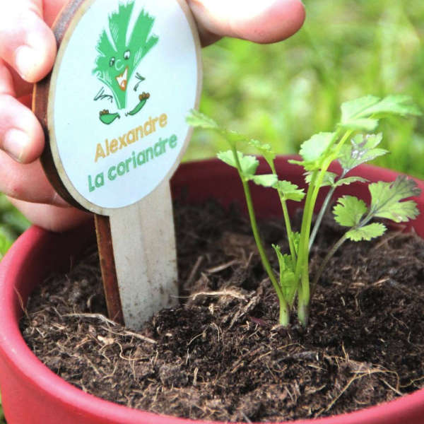 Kit Herbes aromatiques à planter