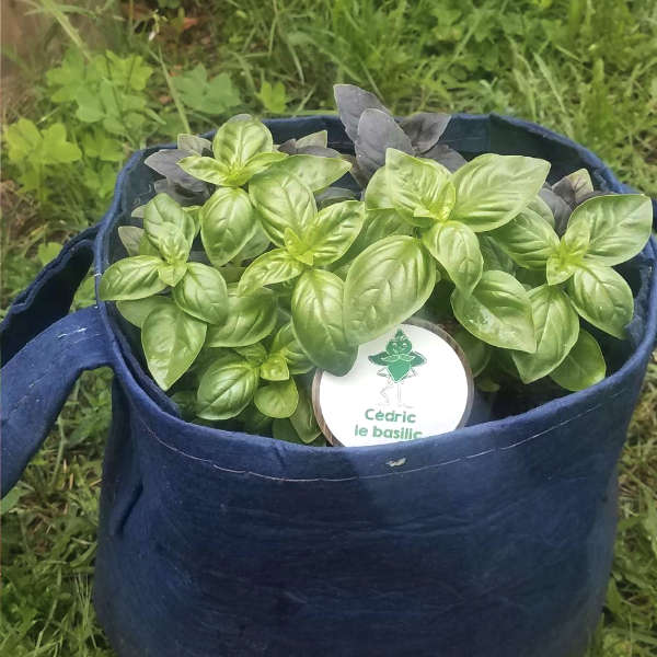 Kit d'herbes aromatiques BIO* - Jaune (Aneth, Sauge, Basilic citron) -  Cultivea