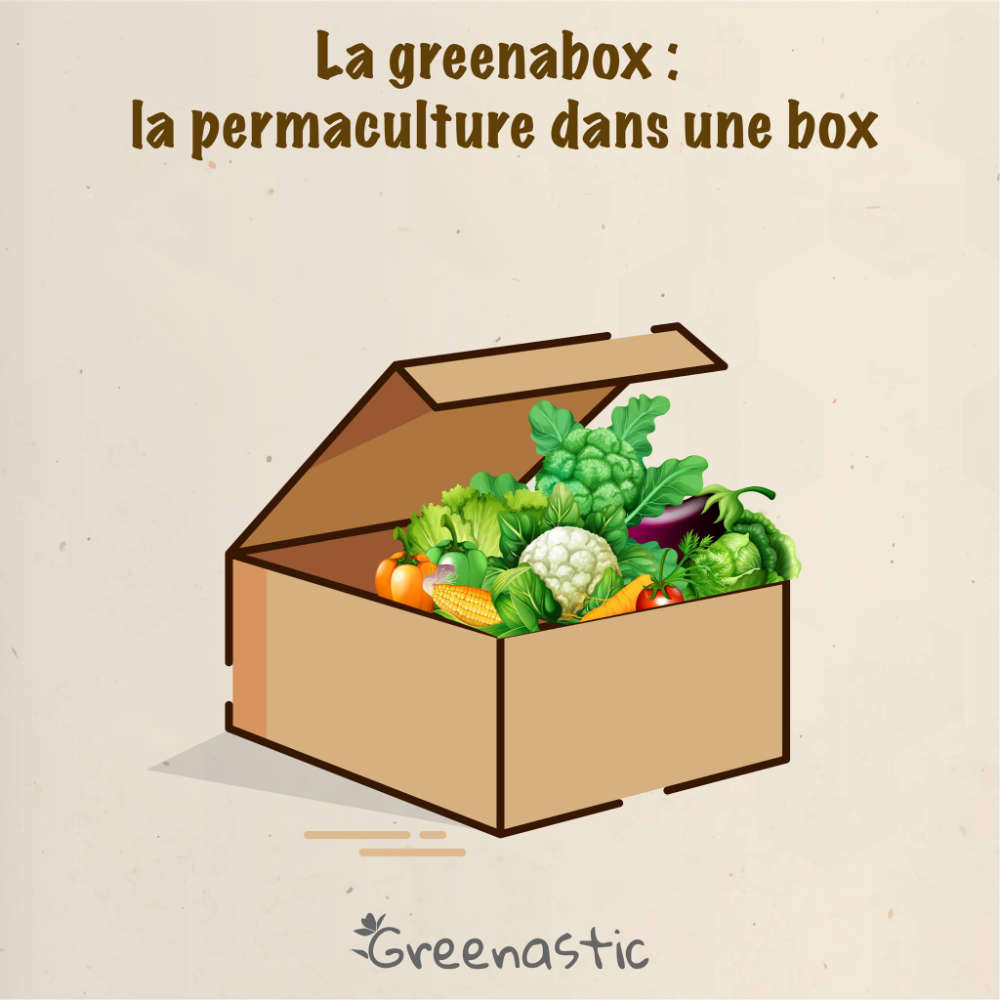 Box graines- greenabox - kit à planter