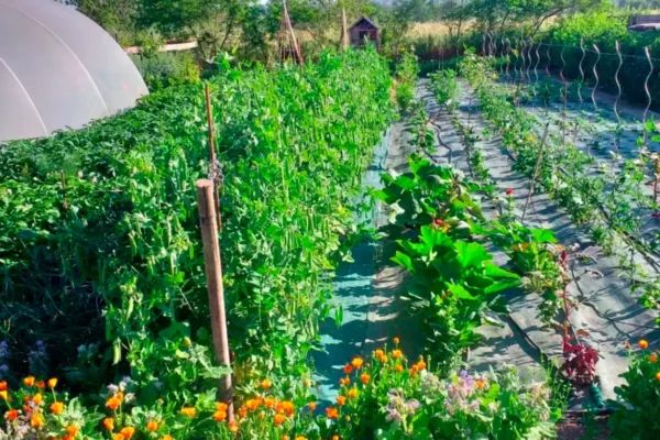 Les Jardins Kit'Éco