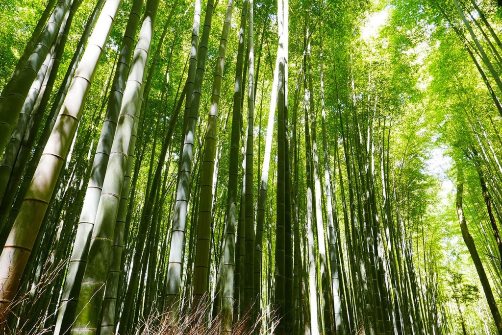 Forêt de bambous à Kyoto