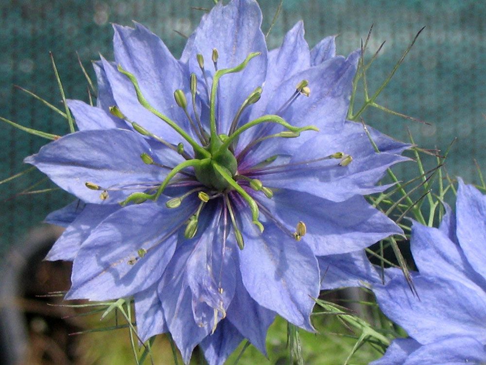 Nigelle de Damas