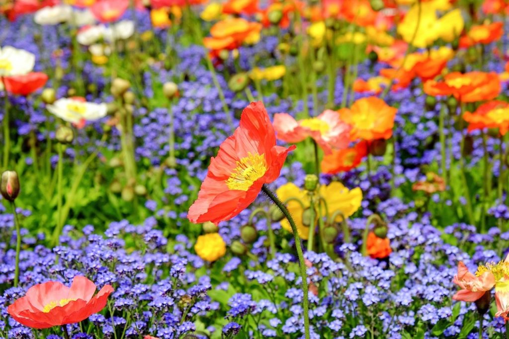 Prairie fleurie