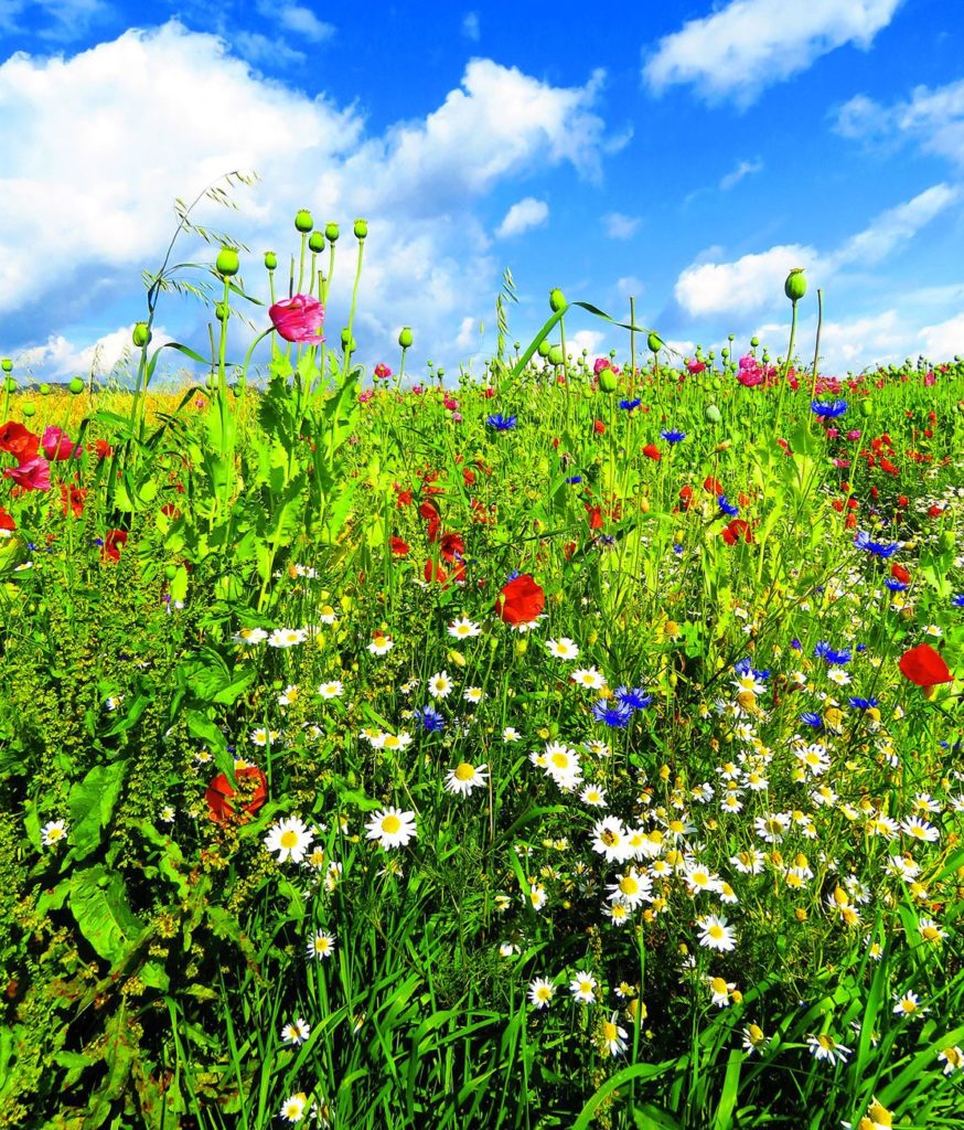 Prairie fleurie