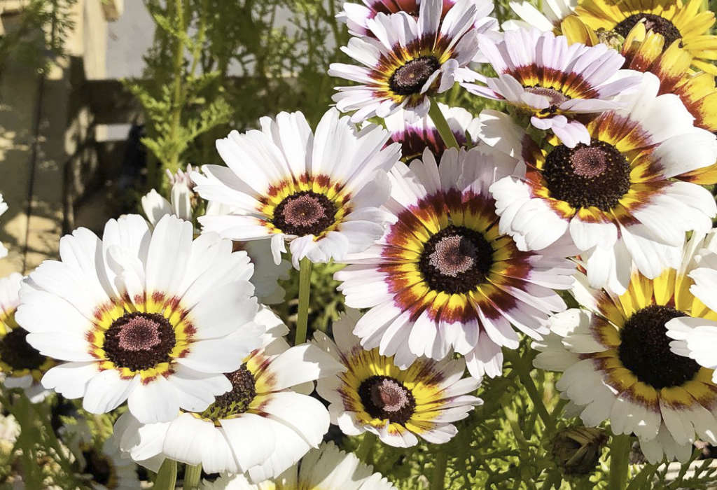 Chrysanthèmes à carène