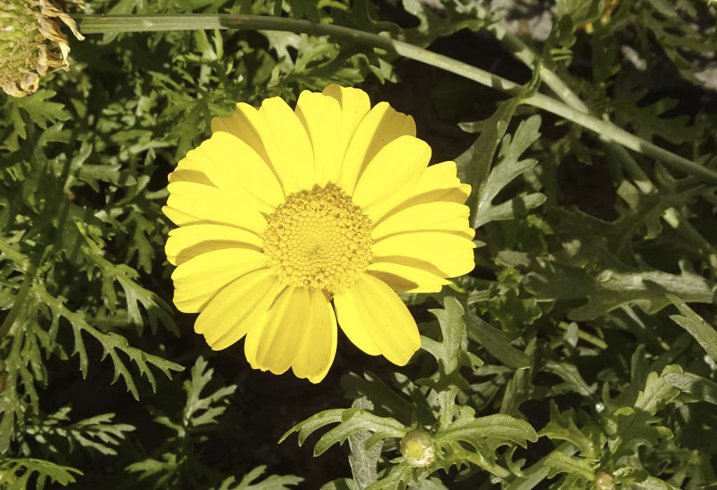 Chrysanthèmes des jardins