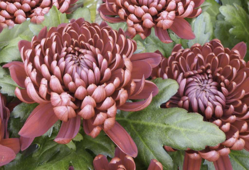 Chrysanthèmes des fleuristes