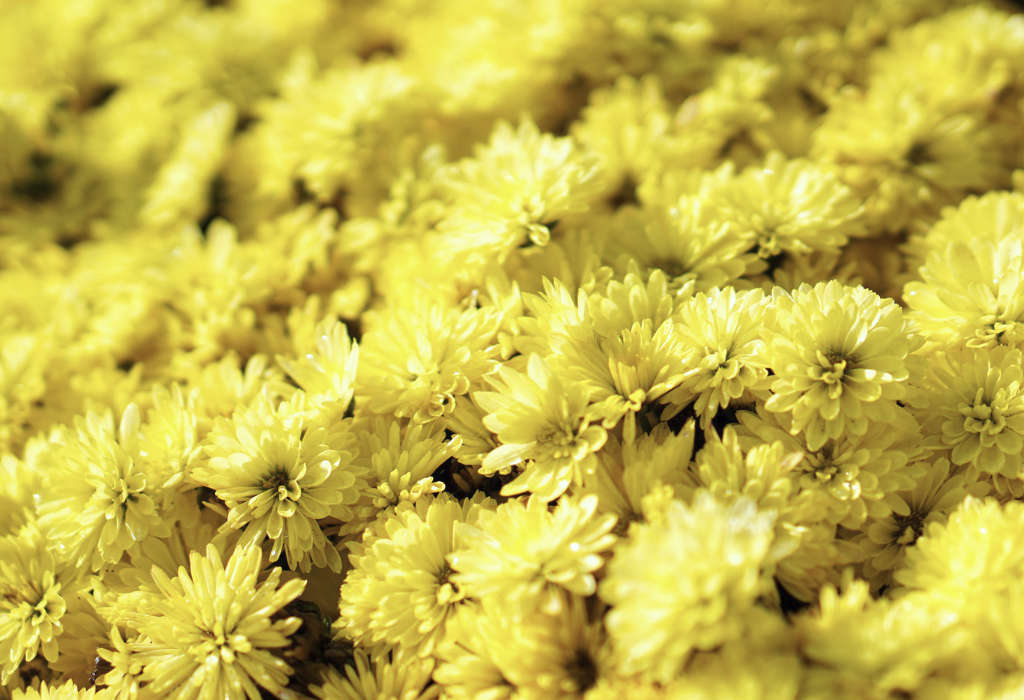 Chrysanthèmes des fleuristes