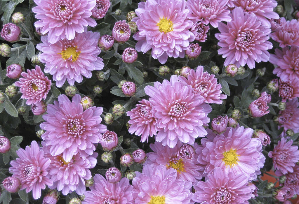 Chrysanthèmes hybrides