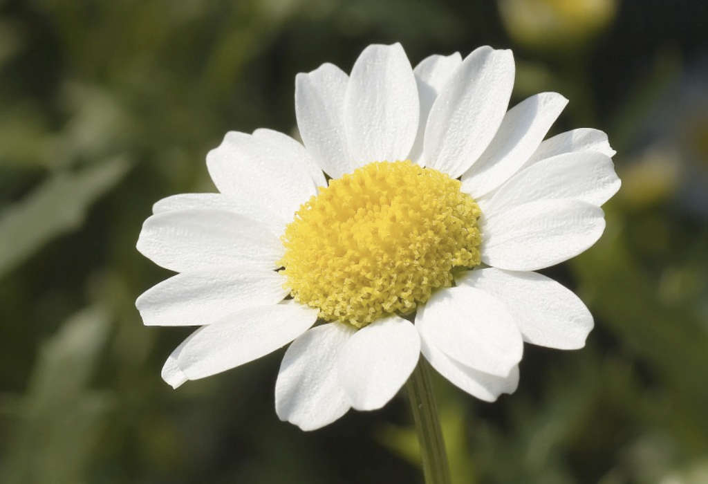 Chrysanthèmes Paludosum