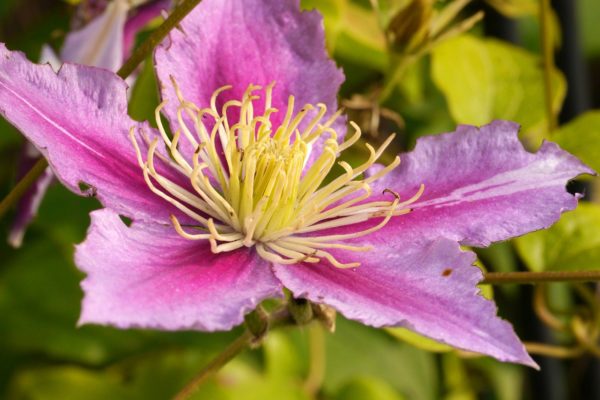 clematites