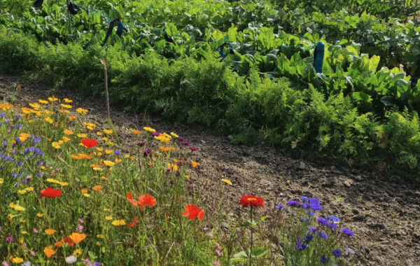 Choisir les plantes et le gravier d'un jardin sur gravier - Blog