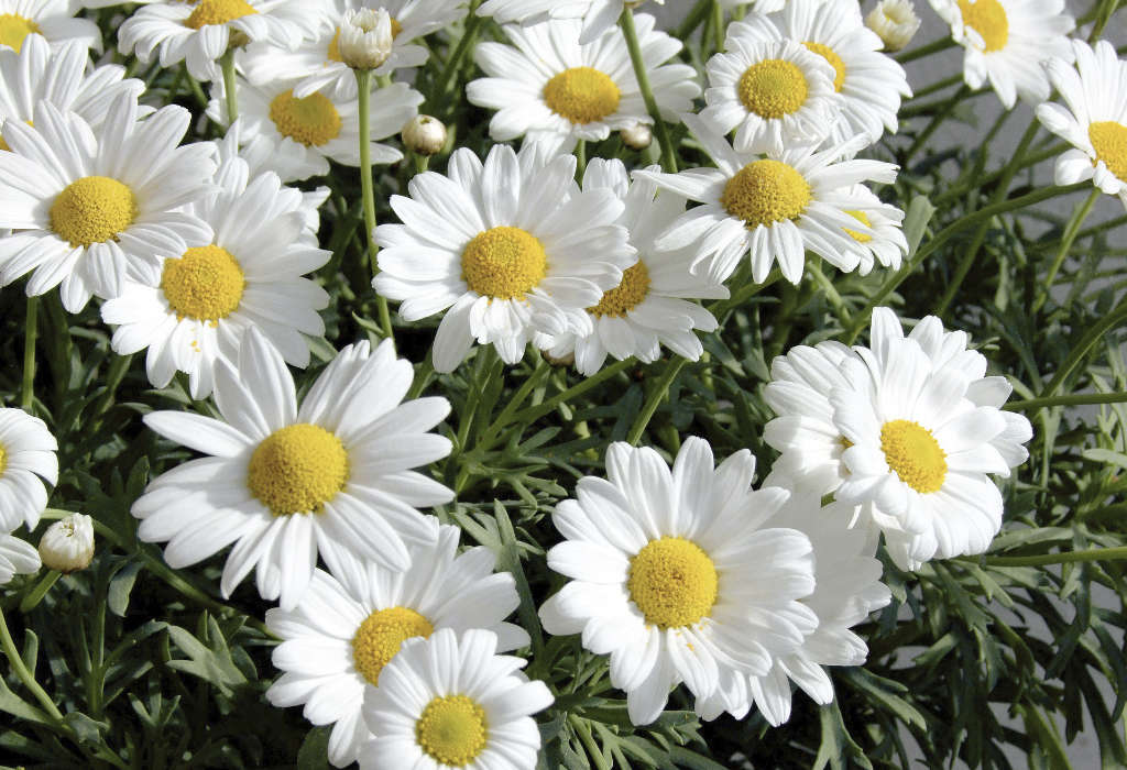 Marguerites d'été