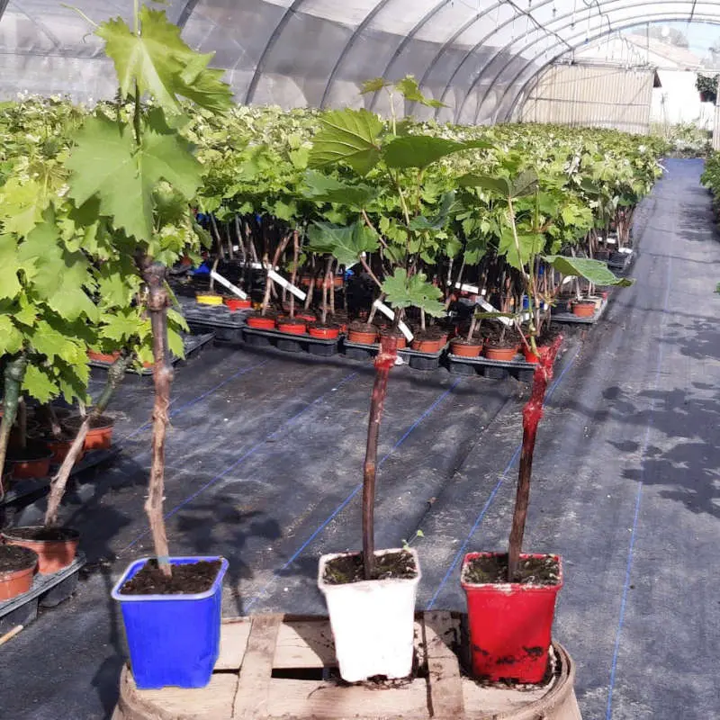 Pieds de vigne résistants aux maladies