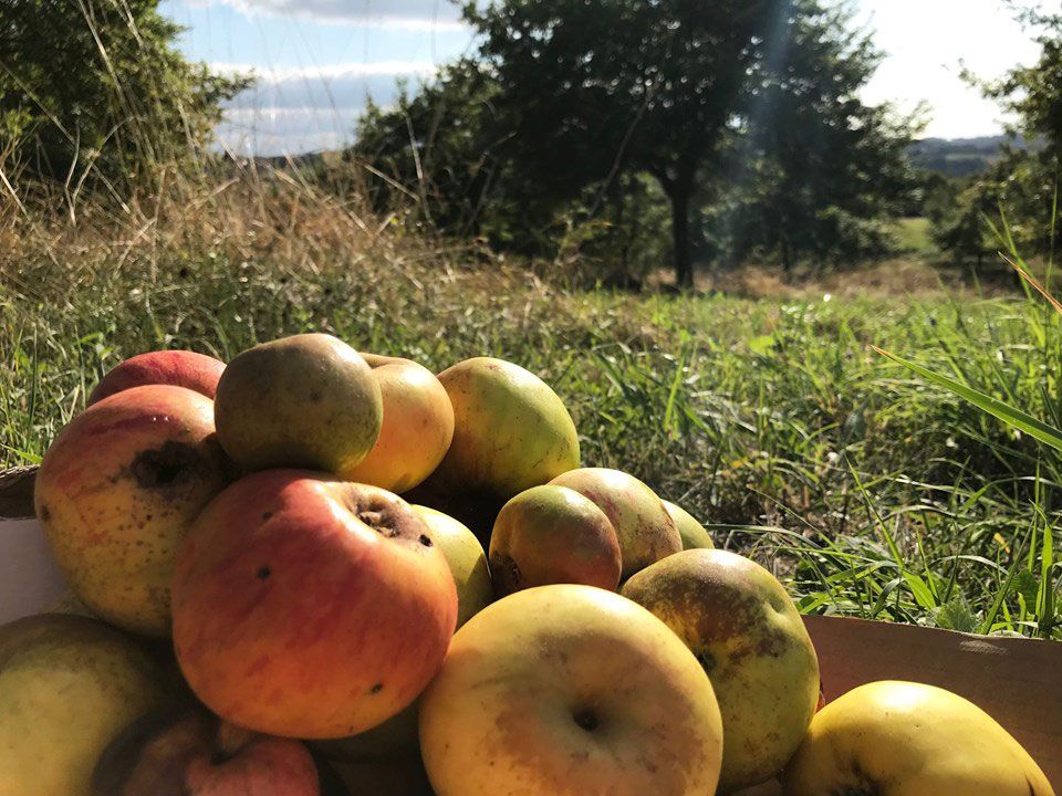 Pommes du Perche