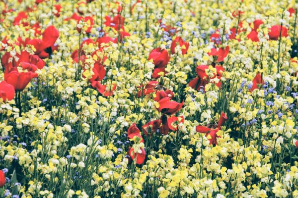 Prairie fleurie