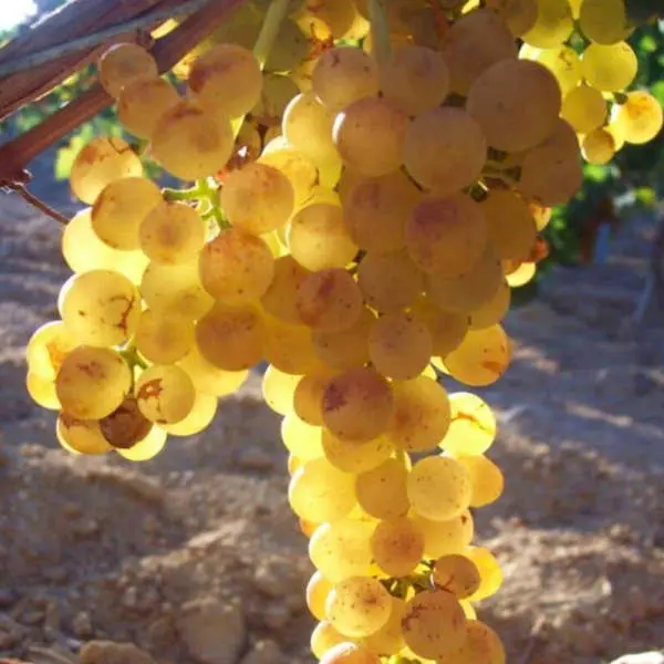 Variété de pied de vigne résistant aux maladies, Goldberry