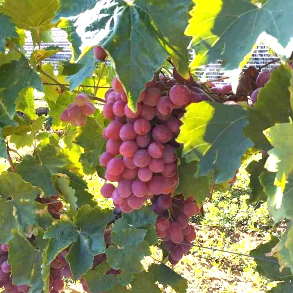 Variété Zemira, naturellement résistante aux maladies