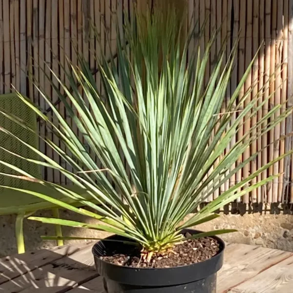 Yucca rostrata