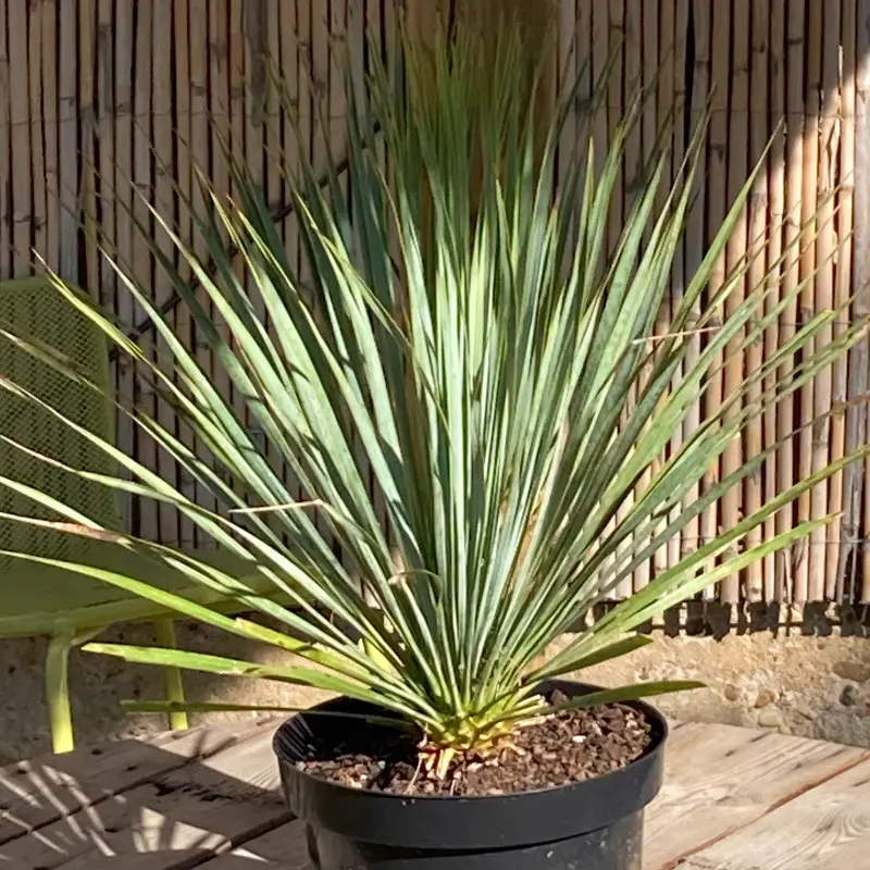 Yucca rostrata