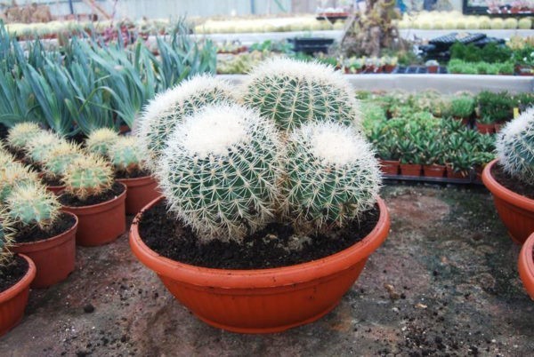 Cactées de Cactus Esterel