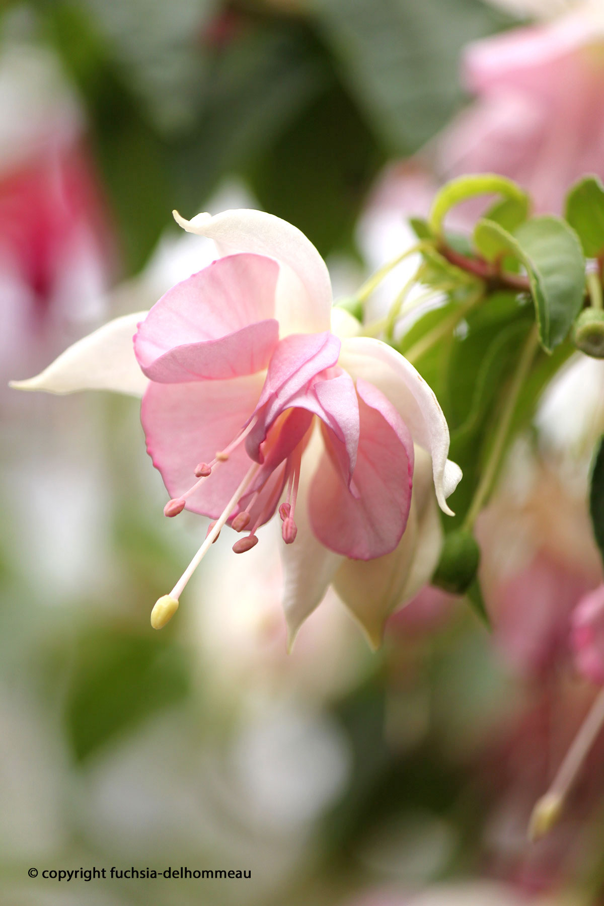 Fuchsia Delhommeau