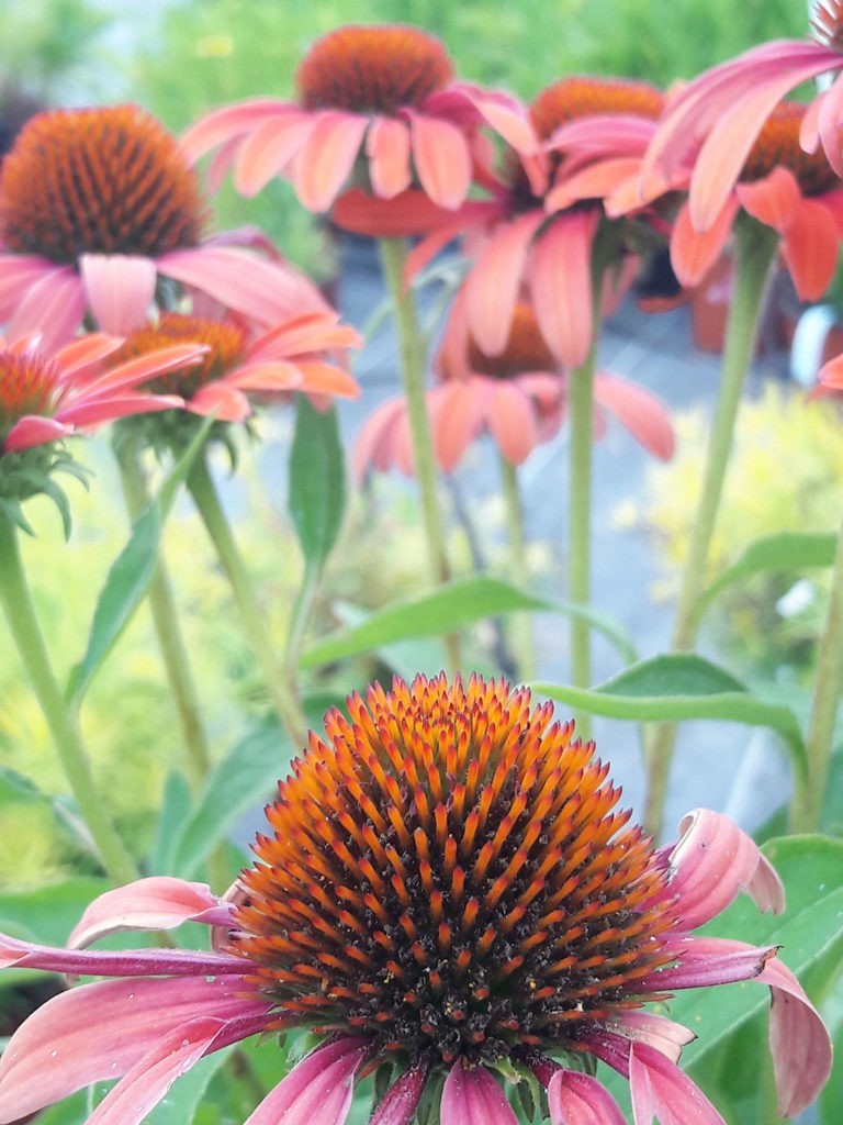 Pépinière L’Arc en Fleurs