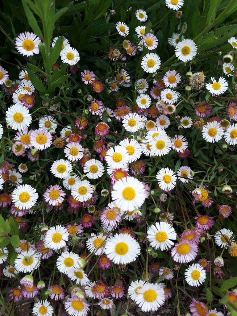 Pépinière L’Arc en Fleurs