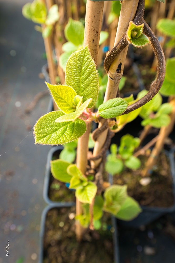 Pépinières Javoy Plantes