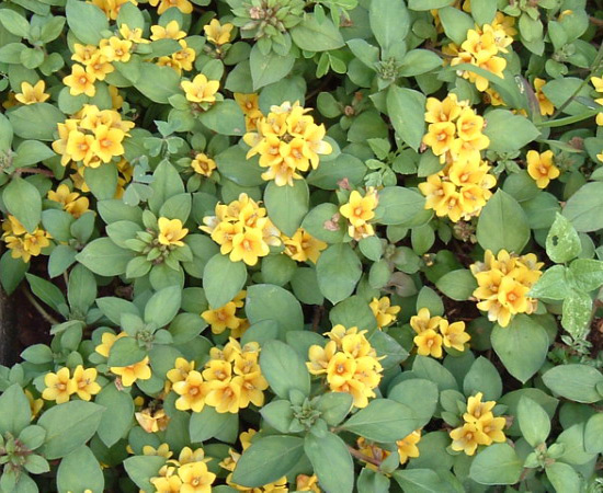 Lysimachia congestiflora