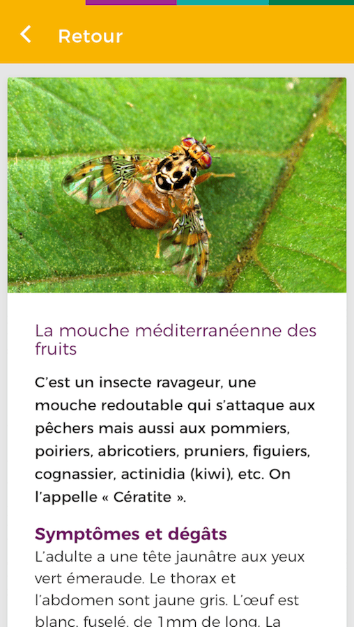 Exemple de maladie de plante