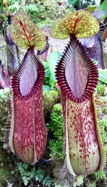 Les plantes carnivores de Cédric Carnivore's