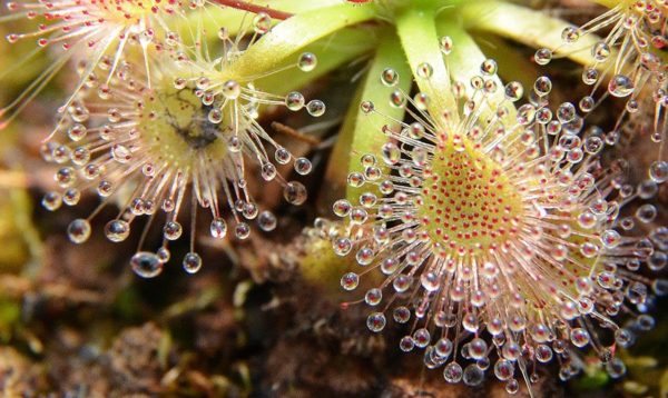 Les plantes carnivores de Cédric Carnivore's