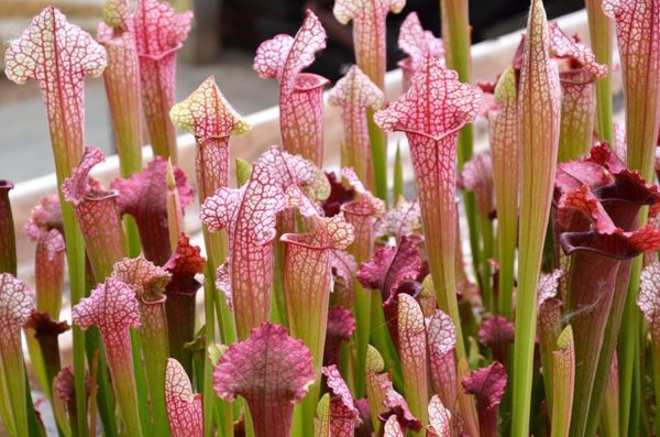 Les plantes carnivores de Cédric Carnivore's