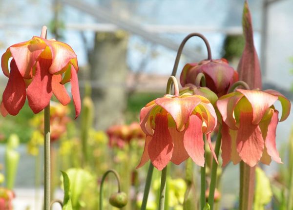 Les plantes carnivores de Cédric Carnivore's