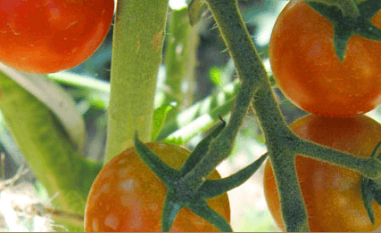 Plants potager