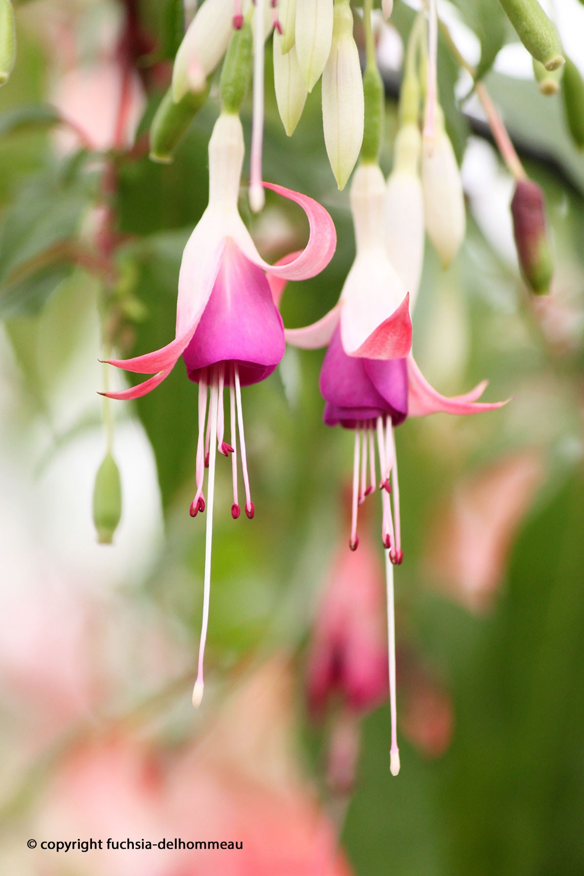 Fuchsia Delhommeau