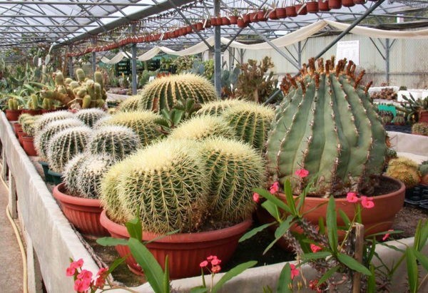 Cactées de Cactus Esterel